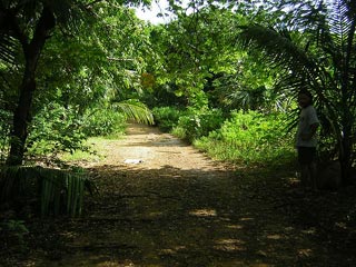 Utila
