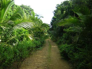 Utila