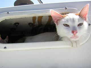 La Ceiba