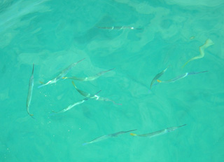 Laughing Bird Cay