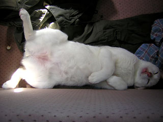 More cat pics!