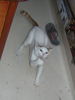 More cat pics!