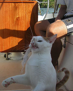 More cat pics!