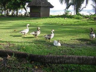 Tayrona Colombia