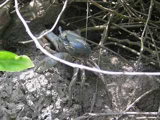 Tayrona Colombia