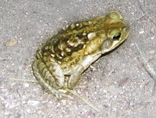 Tayrona Colombia