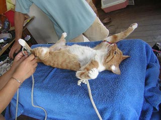 Cat Opperations