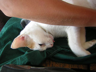 Cat Opperations