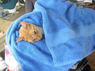 Cat Opperations