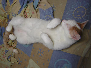 Manolito