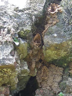 Portobelo
