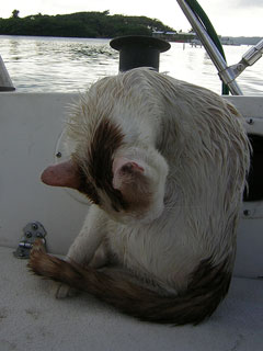 La Ceiba