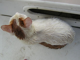 La Ceiba