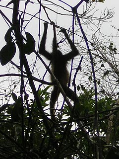 Tikal