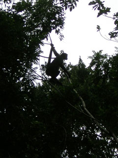 Tikal
