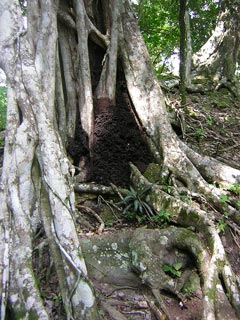 Tikal