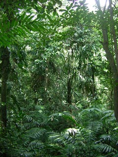 Tikal