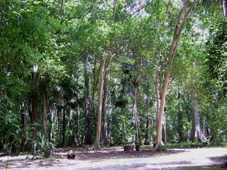 Tikal