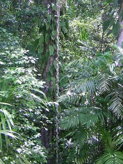 Tikal